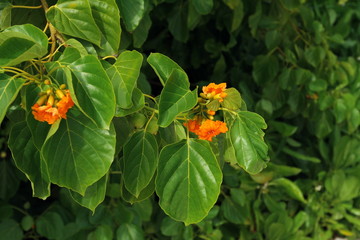 orange flower