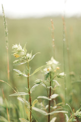 природа, свадьба