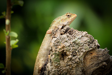 Chameleon on wood