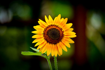 sunflower in the garden