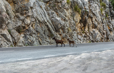 Wild goat in the Tramuntana mountains in Mallorca
