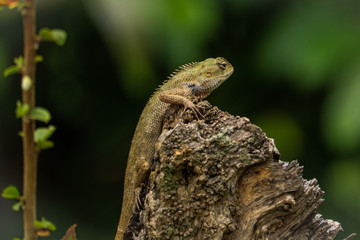 Chameleon on rock 