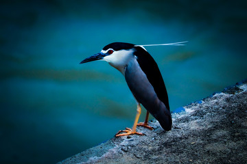 night heron