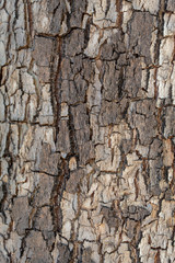 Closeup Cracked Tree Bark Texture Background