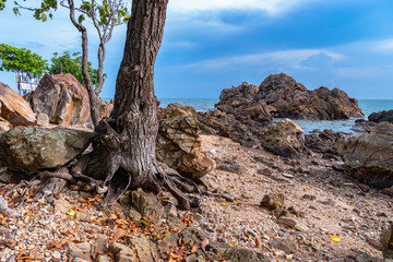 a tree was born on the rocks beside the beach full of rock