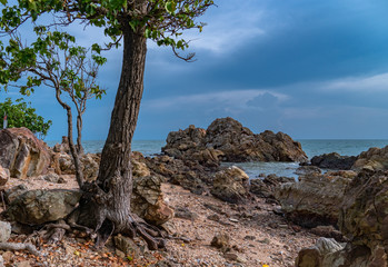 Fototapeta na wymiar a tree was born on the rocks beside the beach full of rock