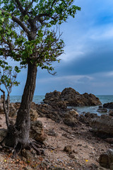 a tree was born on the rocks beside the beach full of rock