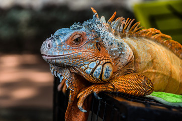 iguana on tree
