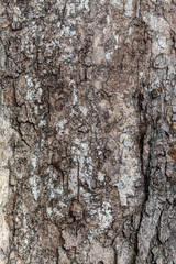 Closeup Tree Bark Texture Background