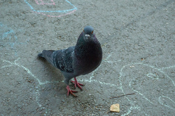 pigeon on a background