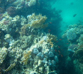 Plakat sea fish near coral, underwater