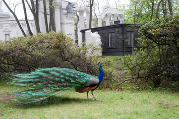 Peacock in royal park