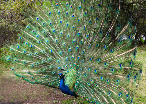 Peacock with flowing tail