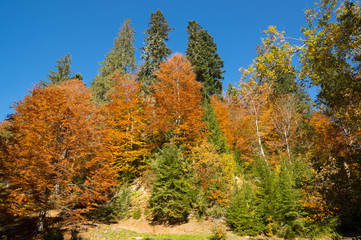 Autumn Colors - Lush Foliage - Forest.