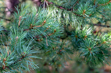 pine branches in close-up on a Sunny day after rain with water drops