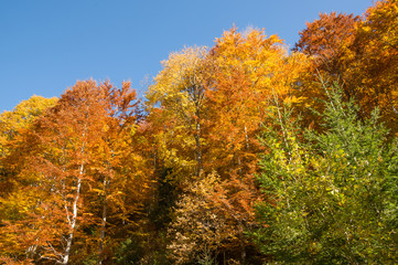 Autumn Colors - Lush Foliage - Forest.