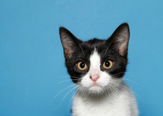 Fototapeta premium Portrait of a white and black kitten with yellow eyes looking intently at viewer. Blue background.