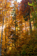 Autumn Colors - Lush Foliage - Forest.