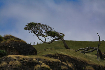 Windschiefer Baum