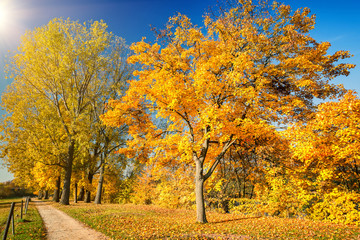 Pathway in the sunny autumn park