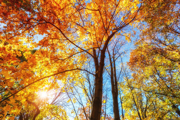 Sunny autumn golden maple trees over blue sky