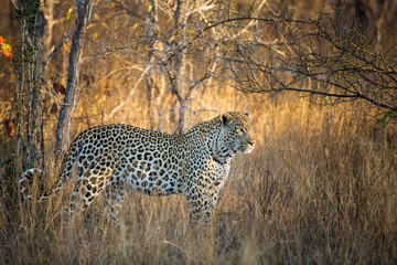 Leopard portrait, close up of leopard in the wild, Africa safari. Leopard in the bushveld grass in South Africa. Kruger National park big five.