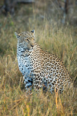 Leopard portrait, close up of leopard in the wild, Africa safari. Leopard in the bushveld grass in South Africa. Kruger National park big five.