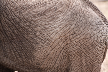 Textur Elefant