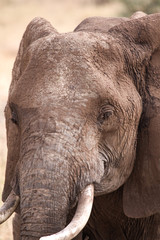 Elefant Close-up