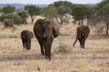 Elefant Serengeti