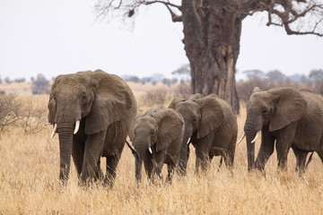 Fototapeta premium Elefant Marsch