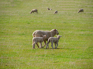 Fototapeta premium Ewe and Lambs together