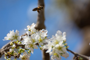 Bee flying over white plum blossoms. Typical spring background. Natural portrait.