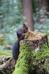 Eichhörnchen