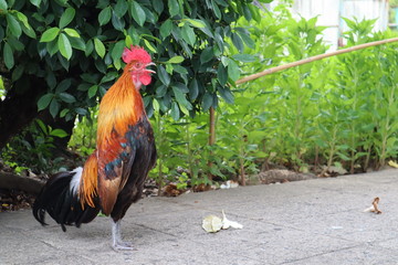 The male chicken is singing. It stands upright and looks elegant.