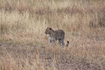 Gepard auf Pirsch