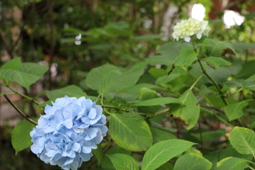アジサイ