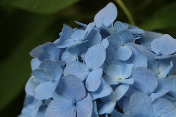 アジサイ