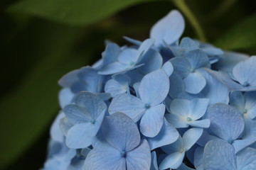 アジサイ