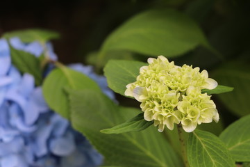 アジサイ