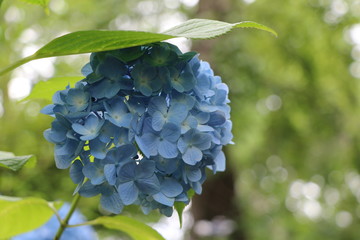 アジサイ