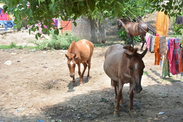 horse and foal