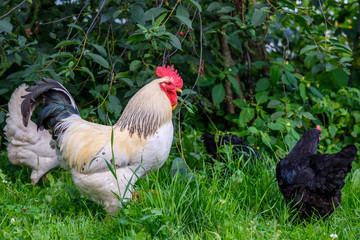 White adult rooster with a beautiful black tail in the yard on green grass.