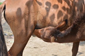 Horse