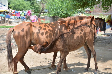 horse and her foal