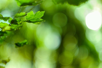Closeup of green leaves over bokeh lights. Abstract nature background. Copy space.