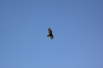 Greifvogel blauer Himmel