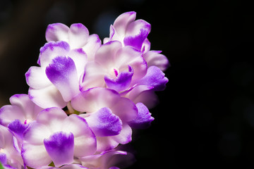 Details of purple orchid petals, Aerides rosea Lodd, former Lindl & Paxton.soft focus
