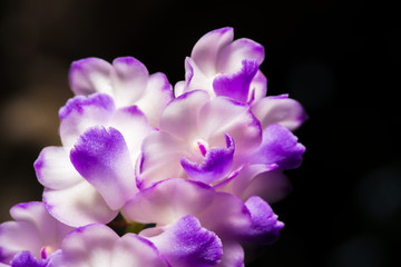 Fototapeta na wymiar Details of purple orchid petals, Aerides rosea Lodd, former Lindl & Paxton.soft focus