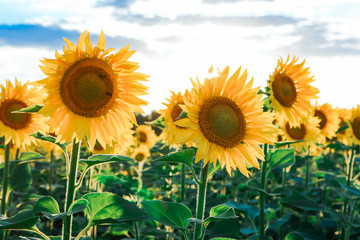 Fototapeta premium field with sunflowers against the blue sky